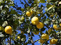 Минсельхоз перехватил зараженные саженцы лимона из Таиланда