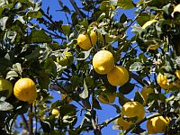 Минсельхоз перехватил зараженные саженцы лимона из Таиланда