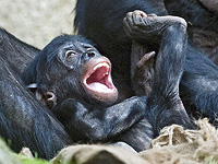 Обезьяны бонобо умеют играть в ролевые игры, подобно детям