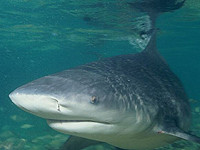 Британец, выживший после нападения акулы, рассказал ВВС о том, как это было