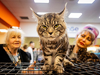 Кошачий конкурс красоты: международная выставка в Израиле. Фоторепортаж