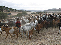 Палестинские источники сообщают о нападении на арабскую деревню Михмас Палестинские источники сообщают о нападении на арабскую деревню Михмас