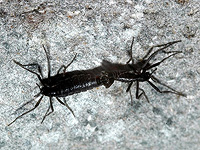 Микропластик достиг единственного в Антарктиде насекомого, обитающего в этом регионе