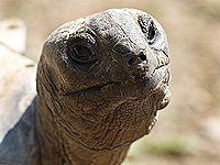 Израильское исследование мозга черепах восстанавливает эволюцию зрения рептилий и млекопитающих