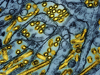 Ученые впервые в прямом эфире наблюдали за тем, как вирус гриппа заражает клетки человека