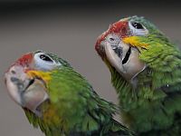 Амазонские попугаи с желтым затылком (Amazona auropalliata) Амазонские попугаи с желтым затылком (Amazona auropalliata)