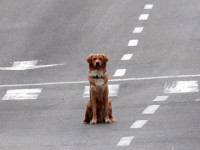 (Иллюстрация. Изображенное на фото животное не имеет отношения к теме статьи) (Иллюстрация. Изображенное на фото животное не имеет отношения к теме статьи)