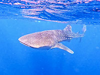 Около Эйлата замечена китовая акула