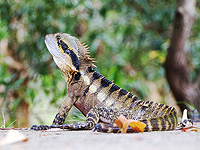 Австралиец приговорен к осужден за отправку рептилий по почте в пакетах из-под попкорна