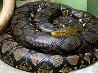 В Индонезии обнаружена самая длинная в мире дикая змея