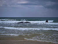 На пляж Зиким море выбросило тушу кашалота: это восьмой с начала исследований в Израиле