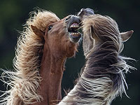 Исследование показало, что секрет ржания лошади кроется в Исследование показало, что секрет ржания лошади кроется в