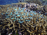 Крупнейшая в мире коралловая колония обнаружена у берегов Австралии