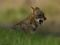 На северо-востоке Израиля выявлен шакал, зараженный бешенством