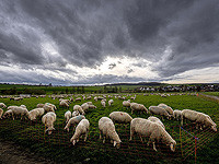 В Кафр-Касеме обломки ракеты упали на овчарню, погибли овцы