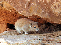 Долгоживущая дикая мышь может открыть секрет здорового старения человека Долгоживущая дикая мышь может открыть секрет здорового старения человека