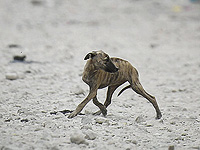 Бешенство в Рош а-Аине: 14 контактировавших с больной собакой направлены на лечение