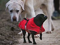 Большие и маленькие собаки по-разному влияют на качество воздуха в помещении