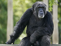 Любовь шимпанзе к кристаллам помогает понять, чем они привлекали наших предков