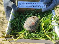 Иерусалимские саперы спасли черепаху, пострадавшую от ракетного обстрела из Ирана