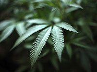 Соединения каннабиса показывают сильные результаты в борьбе с болезнью печени Соединения каннабиса показывают сильные результаты в борьбе с болезнью печени