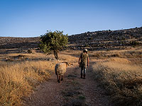 Террор в Иудее и Самарии: нападение на пастуха в Гуш-Эционе, бомба в Биньямине