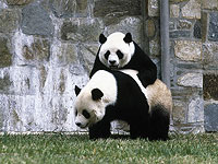 Израильские ученые показали, как распознать угрозу вымирания диких видов животных