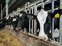 В связи с войной молочная реформа заморожена