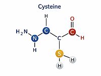 Ученые нашли способ лишить раковые клетки питания, не причинив вреда здоровым клеткам