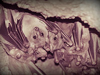 Ранний опыт влияет на смелость поведения млекопитающих в зрелом возрасте