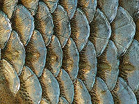 Рыбья чешуя может стать решением проблемы нехватки доноров роговицы