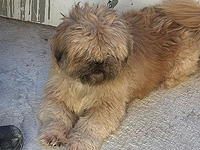 Полиция вернула украденную в Нетивоте собаку, за возвращение которой требовали выкуп