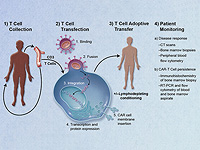 Ученые успешно применили методы лечения рака против болезни Альцгеймера