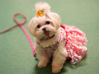 Выставка PetExpo Romania 2026. Фоторепортаж