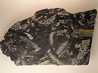 Ученые раскрыли 