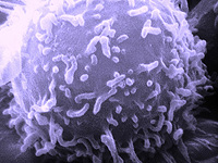 Израильские ученые нашли вирусные белки-губки, которые парализуют иммунитет