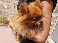 Пара, которую не пустили в бомбоубежище из-за собак, получит 7000 шекелей компенсации