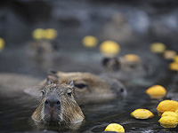 В Бразилии арестованы восемь человек за жестокое нападение на капибару