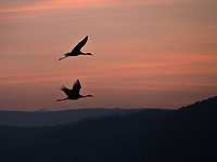 Дорожный шум делает непригодными для гнездования птиц почти половину  Израиля