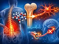 Ученые обнаружили гормон, который останавливает хроническую боль в спине
