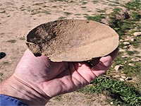 Второклассница нашла в Сусии бронзовую чашу весов, которой 1500 лет