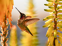 Ученые обнаружили, что колибри пьют алкоголь