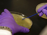 Целенаправленный выбор партнера возник на самой заре эволюции