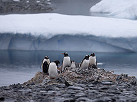 Сытые пингвины живут дольше, но стареют быстрее