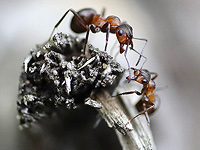 Ученые выяснили, как муравьи отличают друга от врага Ученые выяснили, как муравьи отличают друга от врага