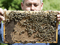 Пчелы лучше танцуют перед публикой