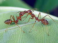 Израильские ученые описали коллективную архитектурную логику муравьев-ткачей Израильские ученые описали коллективную архитектурную логику муравьев-ткачей