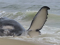 Выброшенный на берег Германии горбатый кит снова двигается