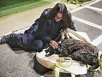 В Тверии была похищена собака, ее нашли в лесу раненой и обессиленной