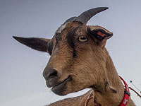 Возле Храмовой горы задержаны двое молодых людей с жертвенным козленком